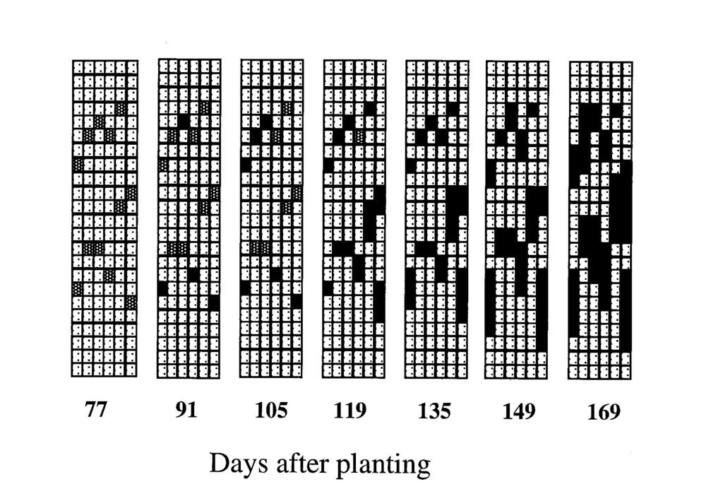 time were between 1.1 and 4.4 m. At the end of the season, most of the plants were already diseased and, consequently, the semivariograms reflected an absence of spatial dependency.