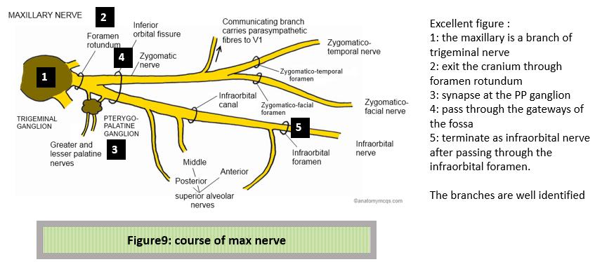These branches are very clear at figure10 Other branches of maxillary nerve: 1- Meningeal branches, before reaching the fossa.