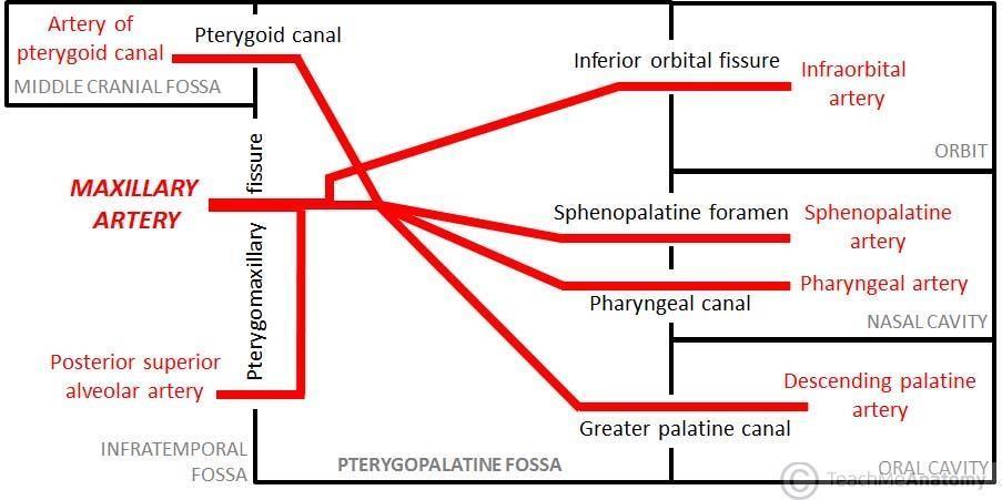 causes of epitaxies along with facial) 7- artery to pterygoid canal accompanies the corresponding nerve.