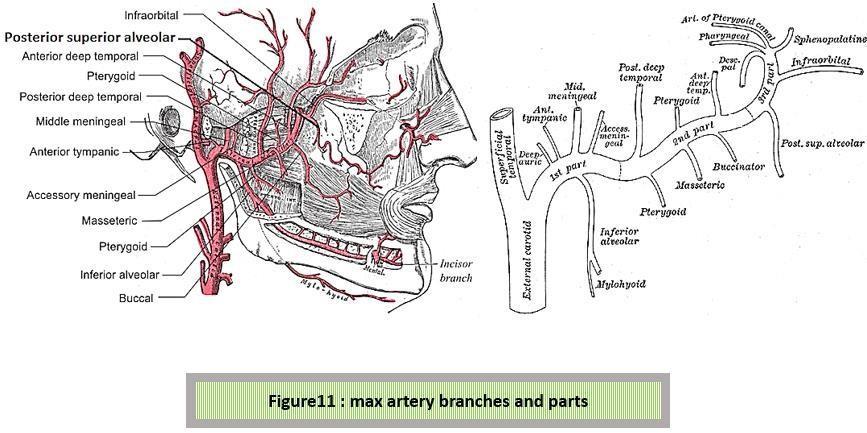 While in textbooks the terminal branch is the sphenopalatine artery Notice the maxillary artery course is inverse to the nerve as the artery ASCEND from the
