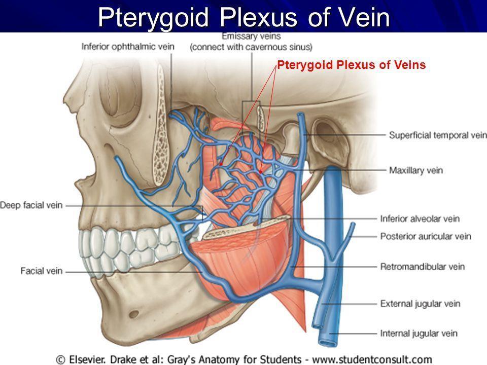 Inverse to the artery Descend to the infratemporal fossa to pterygoid plexus of veins (around lateral pterygoid muscle) and posteriorly it forms the maxillary vein.