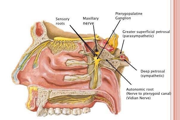 2. Pterygoid canal (nerve to Pterygoid canal (pterygoid n.