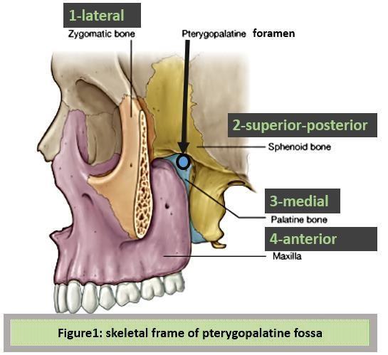 -Important question for the exam: -what are the contents of the pterygoid canal? And which one is preganglionic and postganglionic.