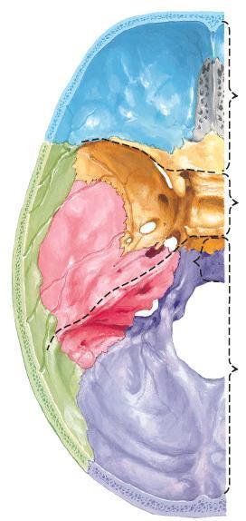 Norma basalis interna Base of the skull- superior view The interior of the base of the skull is
