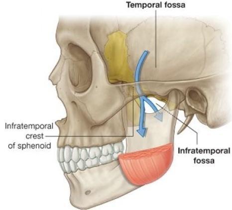 Infra temporal fossa Anterior wall: back of the maxilla Medial wall: lateral pterygoid plate Roof: infratemporal surface of the greater wing of sphenoid bone Lateral wall: ramus of