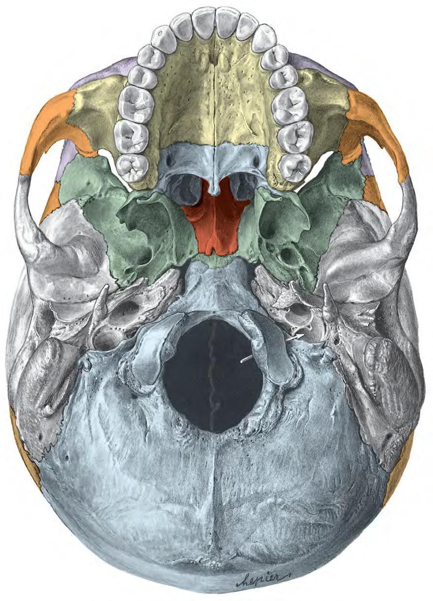 Norma basalis externa Base of the skull- inferior view The hard palate which is made of: A-The palatal processes of the maxillae B-The horizontal plates of the palatine bones The choanae