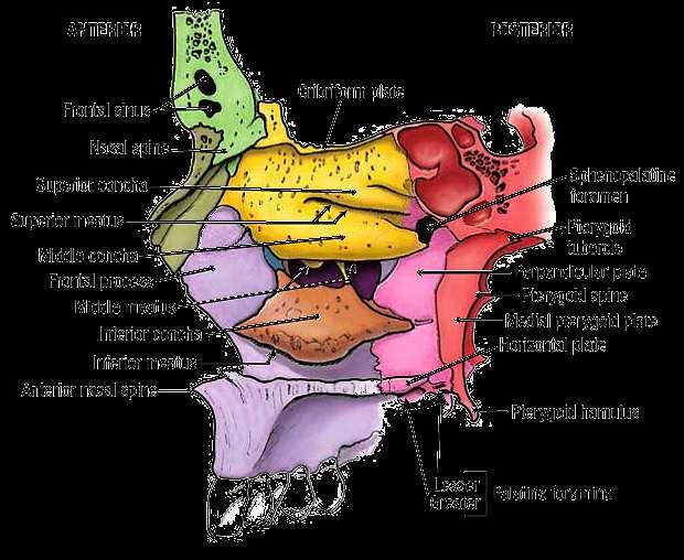 palatine bone medial pterygoid plate medial