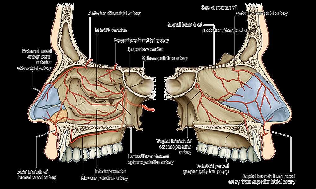 Arterial Supply of Nasal Cavity ophthalmic a.