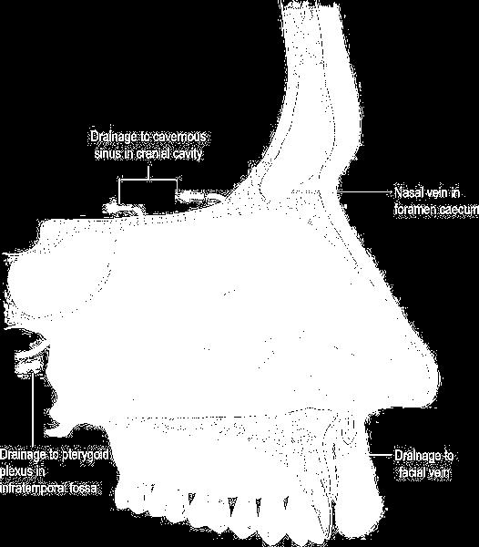 the Nasal Cavity 