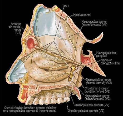 palatine artery & nerve sphenopalatine