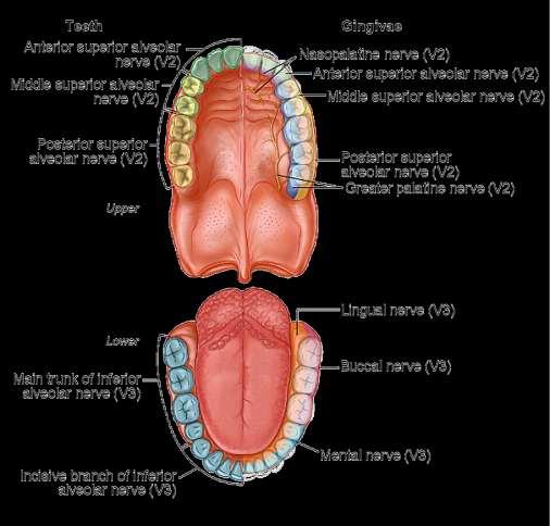 superior gum: Sensory Innervation of Teeth