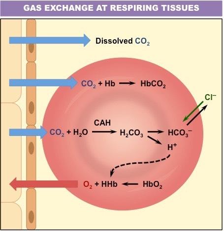 TRANSPORT OF CO2 CO2 is carried in