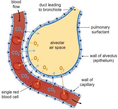 GAS EXCHANGE - CELL SPECIALIZATION TERMS TO KNOW pneumocyte surfactant adhesion