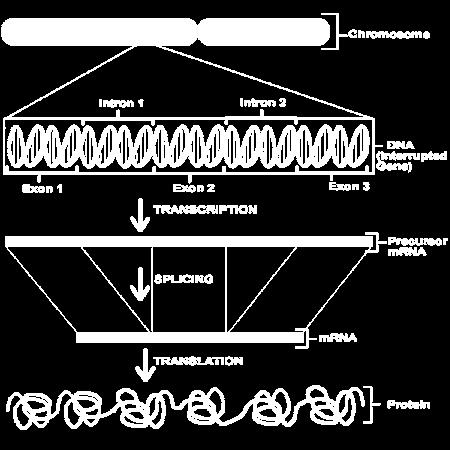 DNA Primer Voineagu I, et.al.