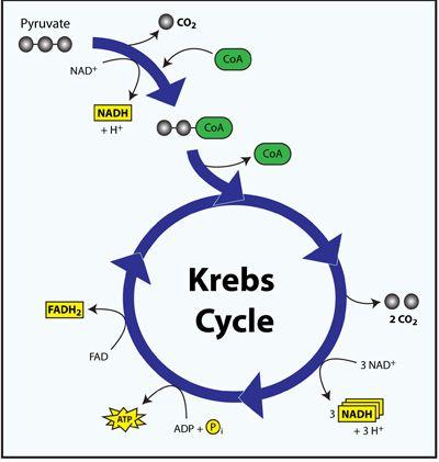 Step 2: Krebs Cycle (citric acid cycle) Pyruvate broken down into carbon dioxide