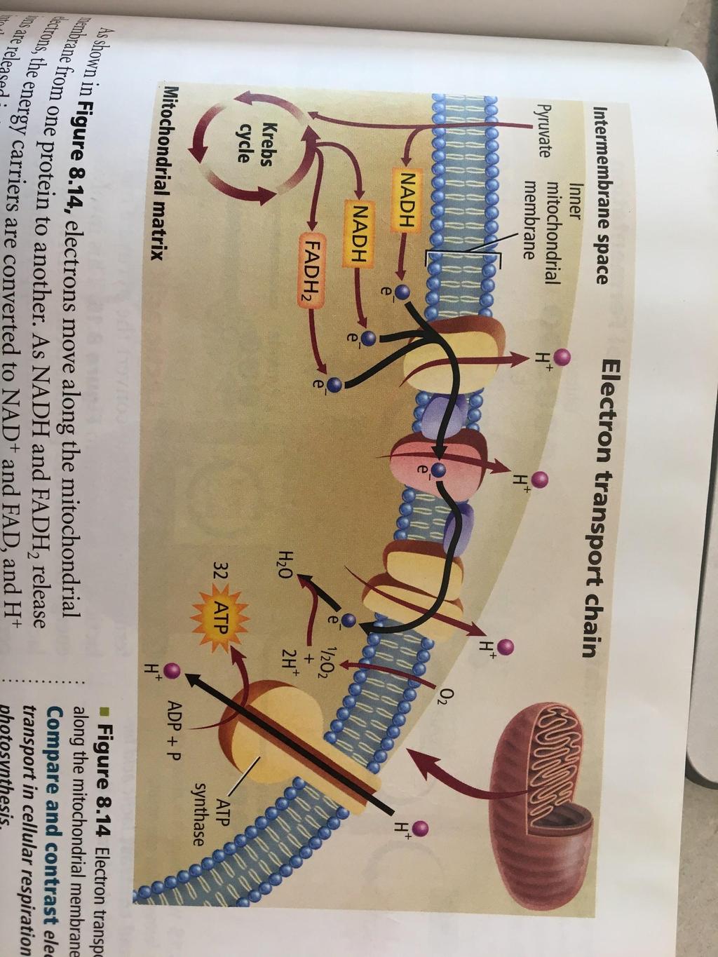 Step 3: Electron Transport Electron transport chain