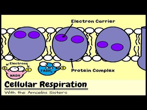 Amoeba Sister s Cellular Respiration