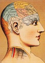 Issues with Phrenology Phrenologists had different numbers of organs related to behavior.