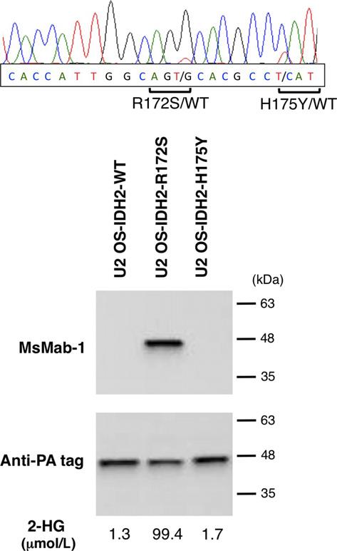 IDH mutations in GCTB Fig. 3. Isocitrate dehydrogenase 2 (IDH2)-H175Y (CAT > TAT) mutations were not detected by MsMab-1, a multispecific anti-idh1 2 mab.
