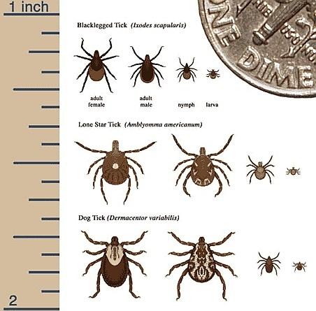 What are ticks? It s Tick Season. Ticks are bugs that are the size of a sesame seed. Different ticks prefer feeding from different types of animals.