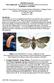 Mini Risk Assessment False codling moth, Thaumatotibia (=Cryptophlebia) leucotreta (Meyrick) [Lepidoptera: Tortricidae]