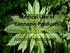 Medical Use of Cannabis Products. Joachim Nadstawek