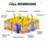 Cell Membrane Diagram