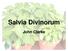 Salvia Divinorum. John Clarke