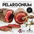 Africa s Natural relief for colds, flu and respiratory tract infections. Pelargonium. & Flu B u s. e r
