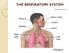 THE RESPIRATORY SYSTEM. Pages and