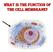 What is the function of the cell membrane?