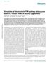 Stimulation of the insulin/mtor pathway delays cone death in a mouse model of retinitis pigmentosa