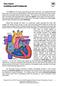 Your Heart Anatomy and Procedures