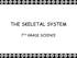 THE SKELETAL SYSTEM 7 TH GRADE SCIENCE