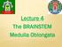 Lecture 4 The BRAINSTEM Medulla Oblongata