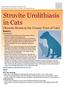 Struvite Urolithiasis in Cats