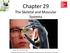 Chapter 29 The Skeletal and Muscular Systems