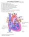 Circulatory System Objective sheet 3