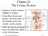 Chapter 26 The Urinary System