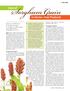 Sorghum Grain. Uses of. in Gluten-Free Products. Sorghum is a major cereal grain in the. M. Asif, L. W. Rooney, FEATURE