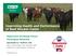 Improving Health and Performance of Beef Stocker Cattle