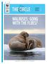 THE CIRCLE WALRUSES: GOING WITH THE FLOES? WALRUSES: GOING WITH THE FLOES? The global view 6 All that noise 17 Coming ashore 22 MAGAZINE. No.