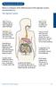Managing your Bowels. Below is a diagram of the different parts of the digestive system and what they do. The Digestive System: