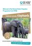 featured animals: Elephants