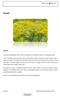 Foeniculum vulgare Mill., known as fennel, belongs to the Foeniculum genus in the Apiaceae family.