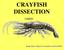 CRAYFISH DISSECTION. Image from: