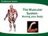 The Muscular System. The Muscular System: Moving your Body