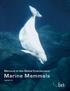 Mercury in the Global Environment: Marine Mammals