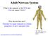 Adult Nervous System