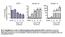 Fig. S1. Upregulation of K18 and K14 mrna levels during ectoderm specification of hescs. Quantitative real-time PCR analysis of mrna levels of OCT4